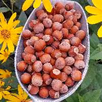 فندق خام درجه یک اشکورات پسر شمالی ، بسته 5 کیلویی