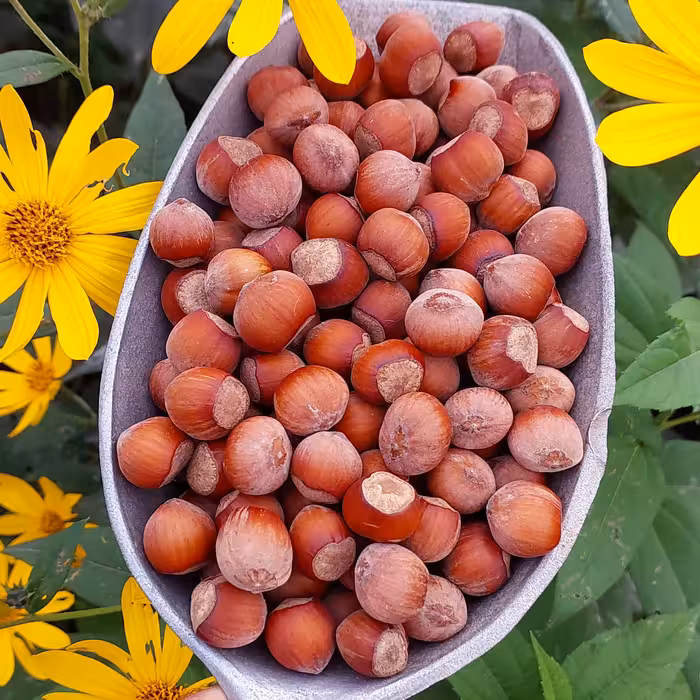 فندق خام درجه یک اشکورات پسر شمالی ، بسته 5 کیلویی