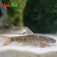 کت گارا روفا (دکترفیش) 2 تا 3 سانت