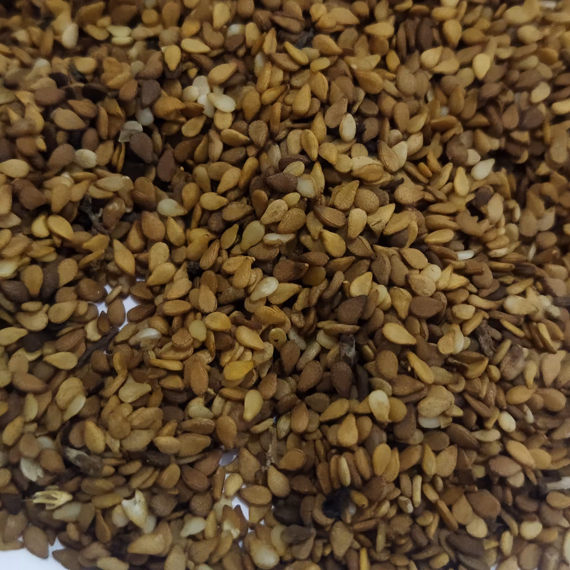 انواع کنجدسفید،قهوه ای،مشکی،وکلیه ملزومات نانوایی 