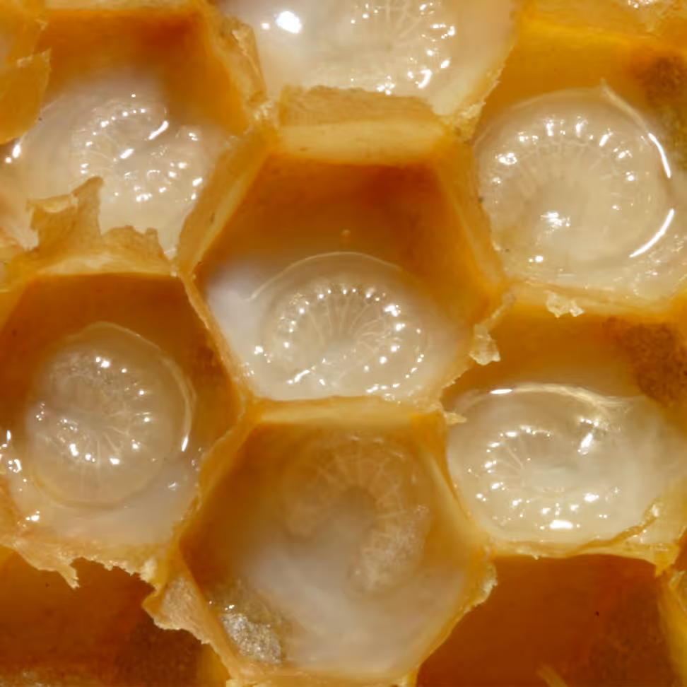 معجون ژل رویال عسل اصل (260 گرمی)