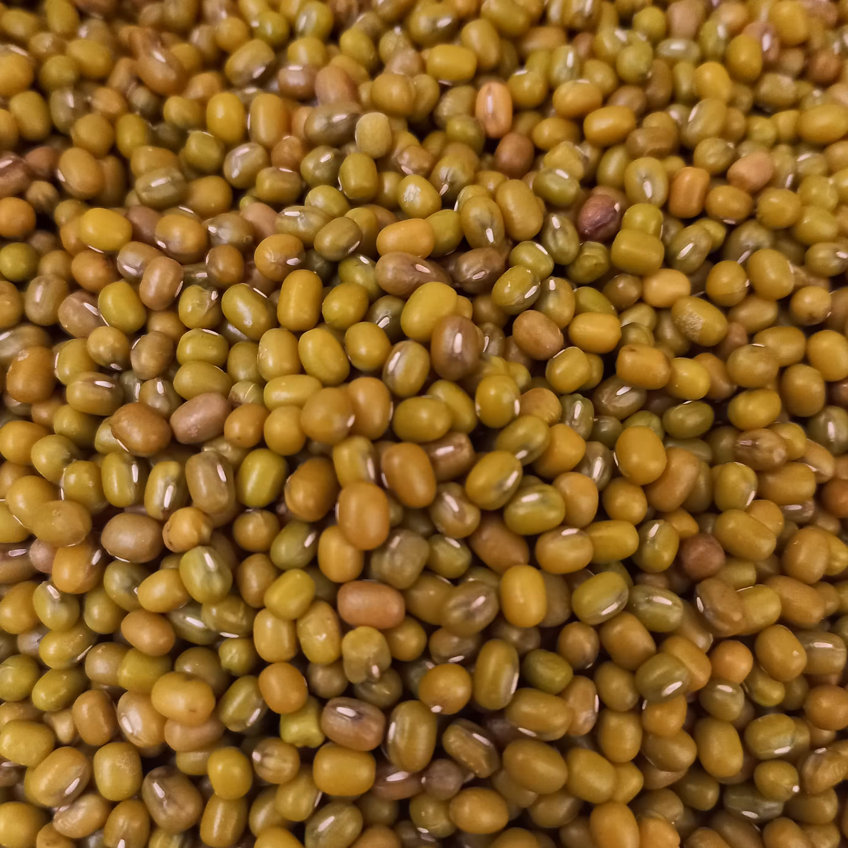 ماش استان گلستان شهرستان مینودشت(1 کیلویی) 