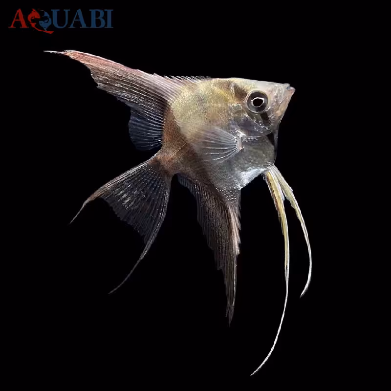 ماهی آنجل