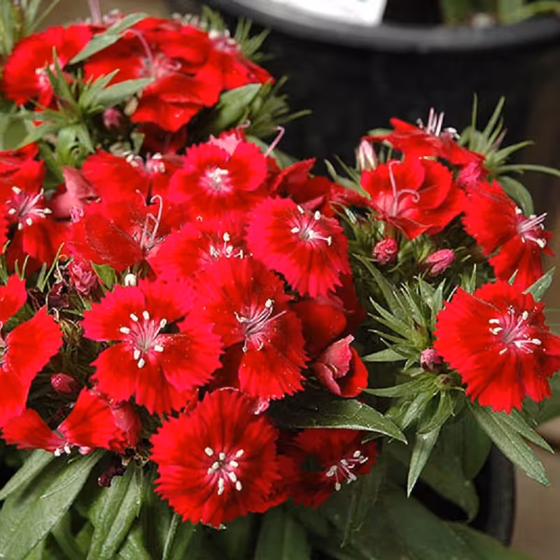 بذر گل قرنفل قرمز 