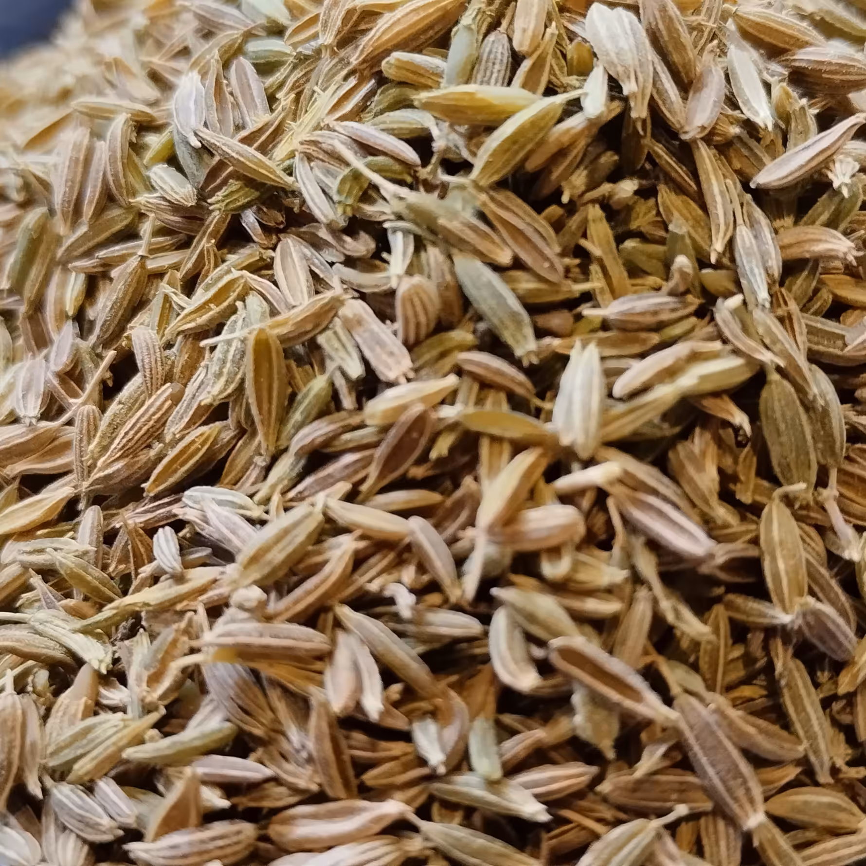 عطاری زیره سبز پاک شده شریفی