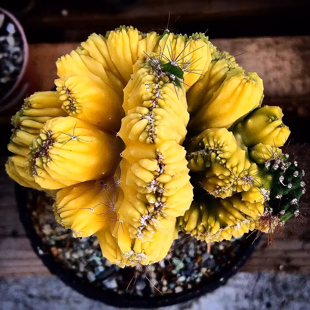 کاکتوس صخره ابلق 