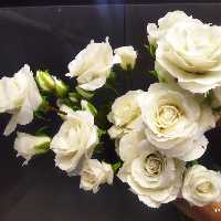 پک هشت شاخه گل رز سفید (هر شاخه یک گل باز و سه تا غنچه دارد )