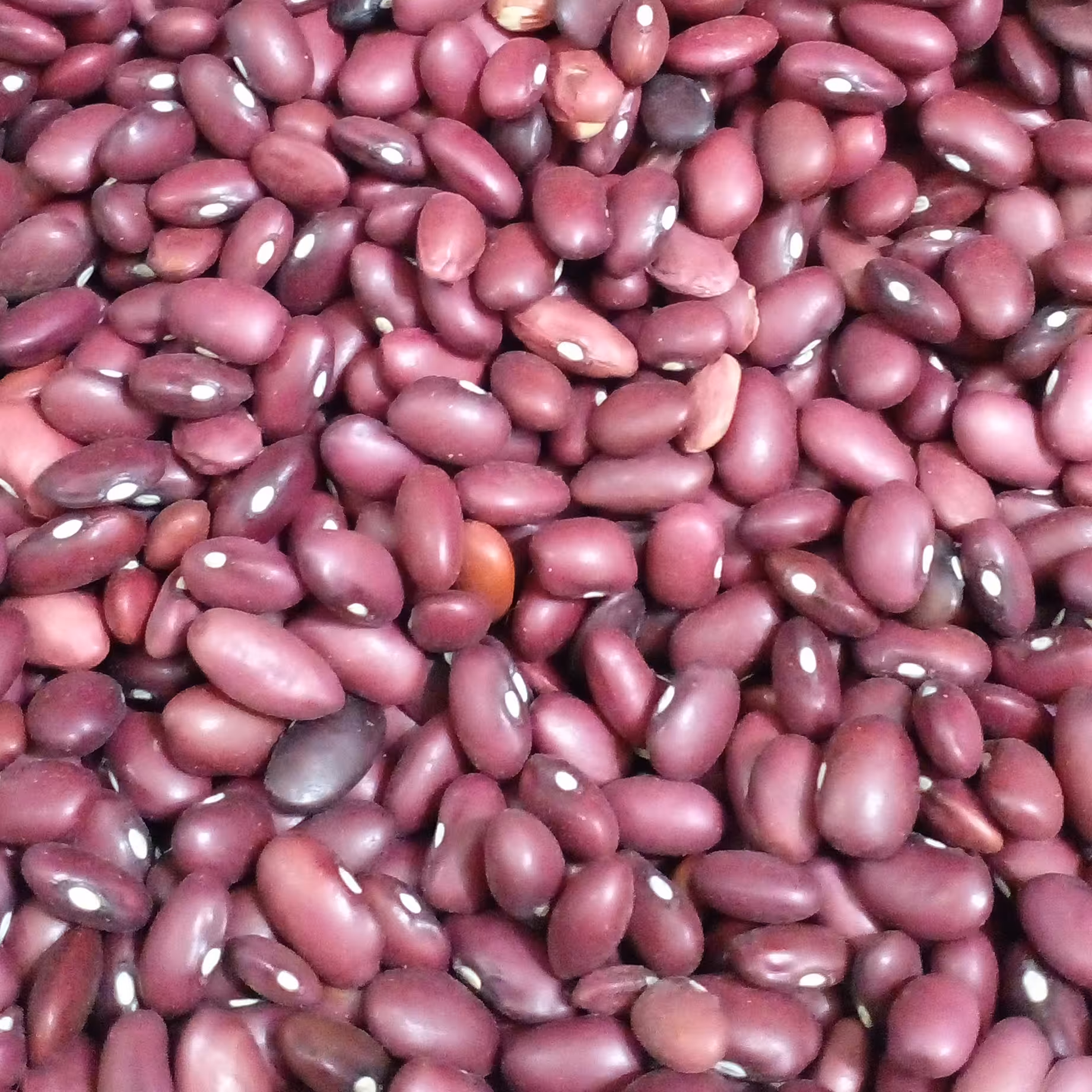 لوبیا قرمز  بوجاری شده (1 کیلویی) 