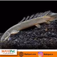پلی ساده 10-11 سانت