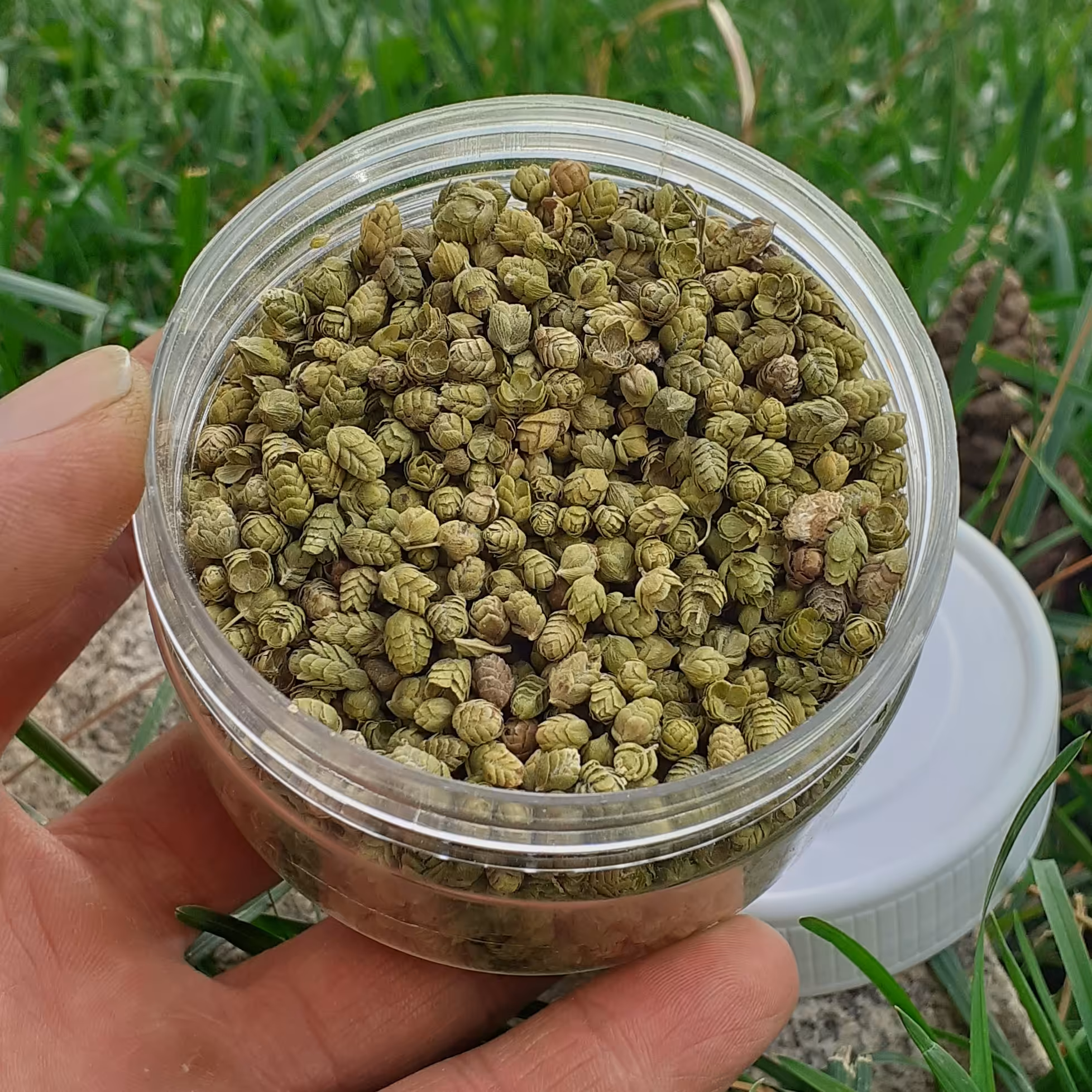 گل اورگانو 50 گرمی  