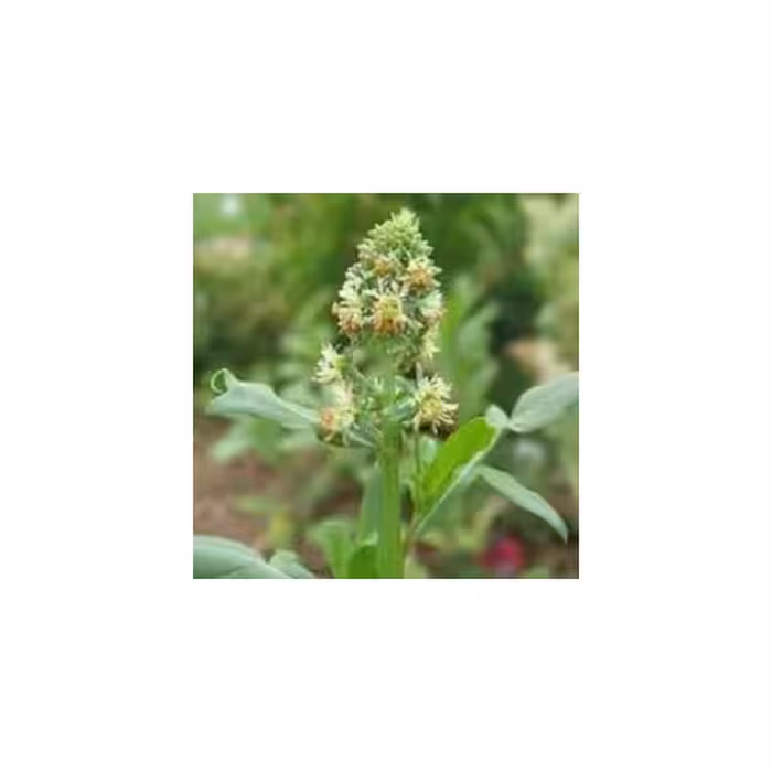 گیاه اسپرک 50 گرم