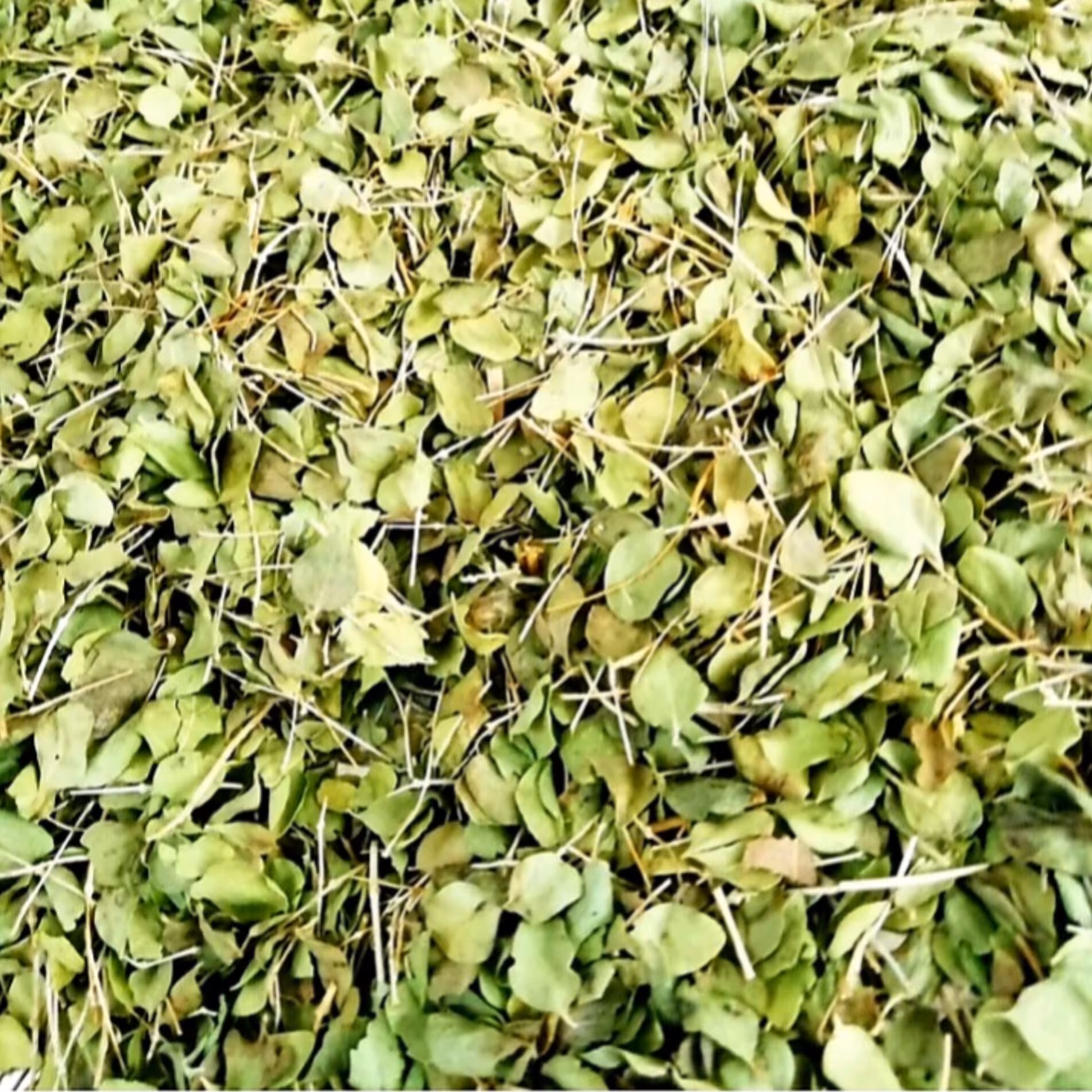 آویشن شیرازی امسالی از کوه های خراسان جنوبی 