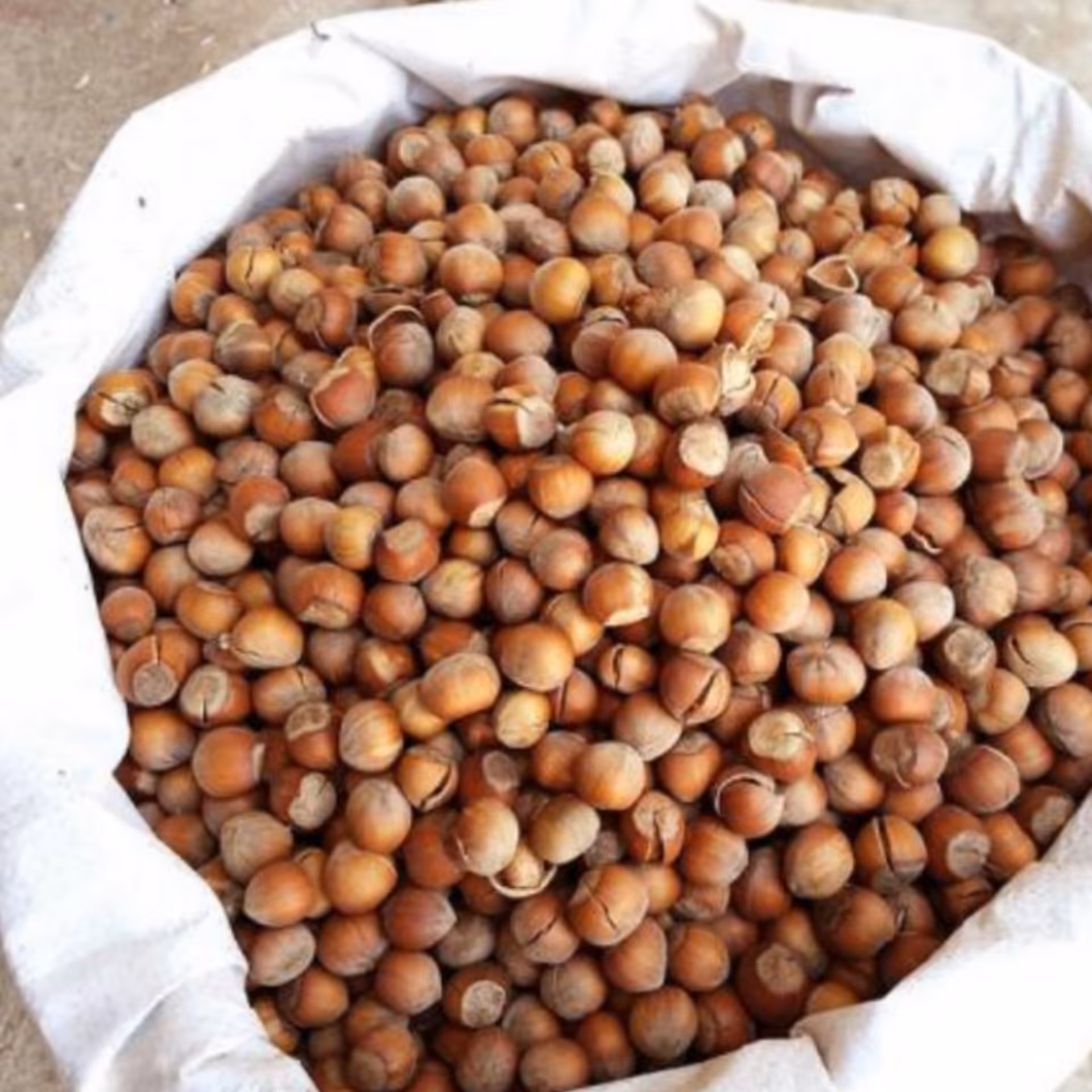 فندق تازه بو داده فاروج 250گرمی 