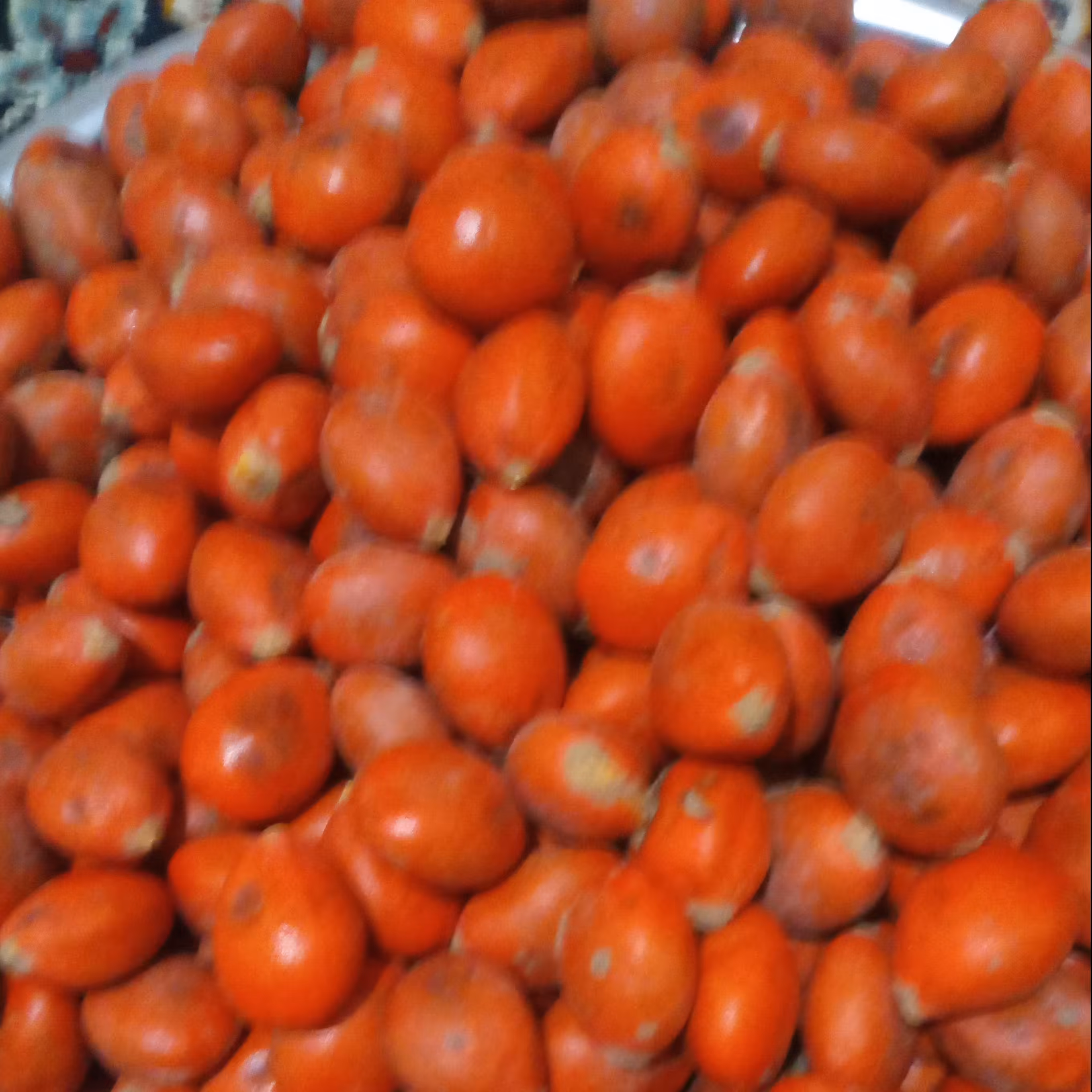 بذر  گل سیکاس  عددی