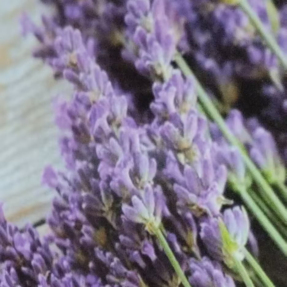 اسطوخدوس انگلیسی( لاندور)