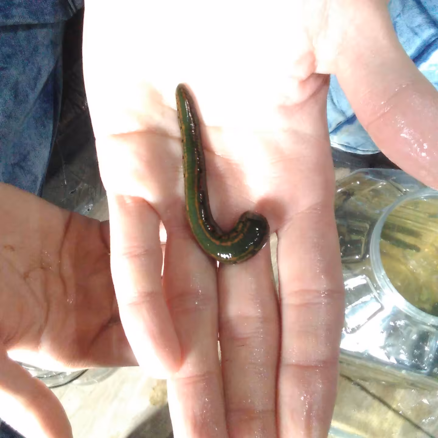 زالوی طبی- 5 تایی