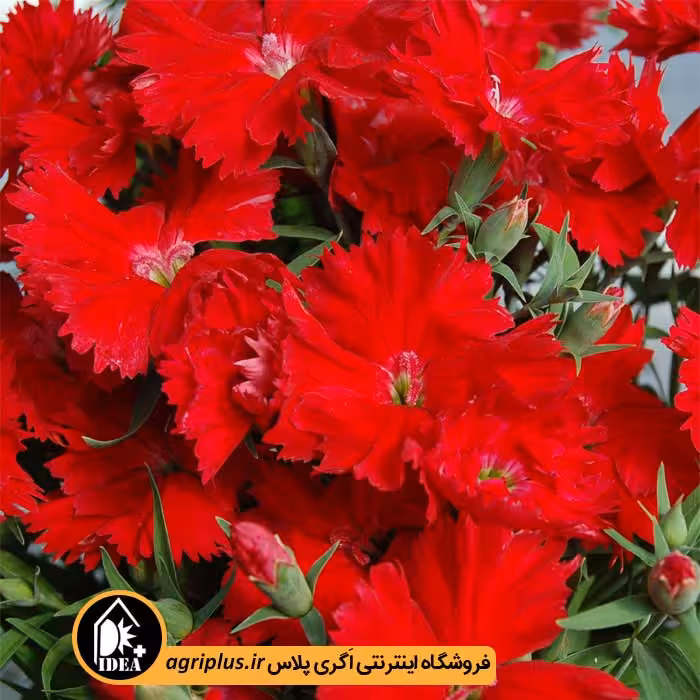 بذر گل قرنفل Charms سینجنتا