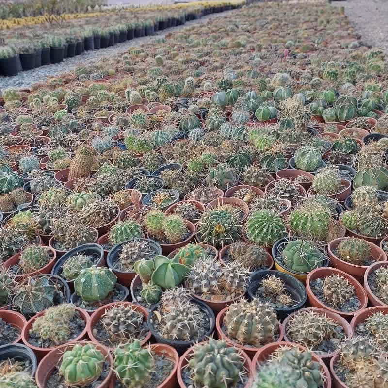 کاکتوس بذری سایز 6