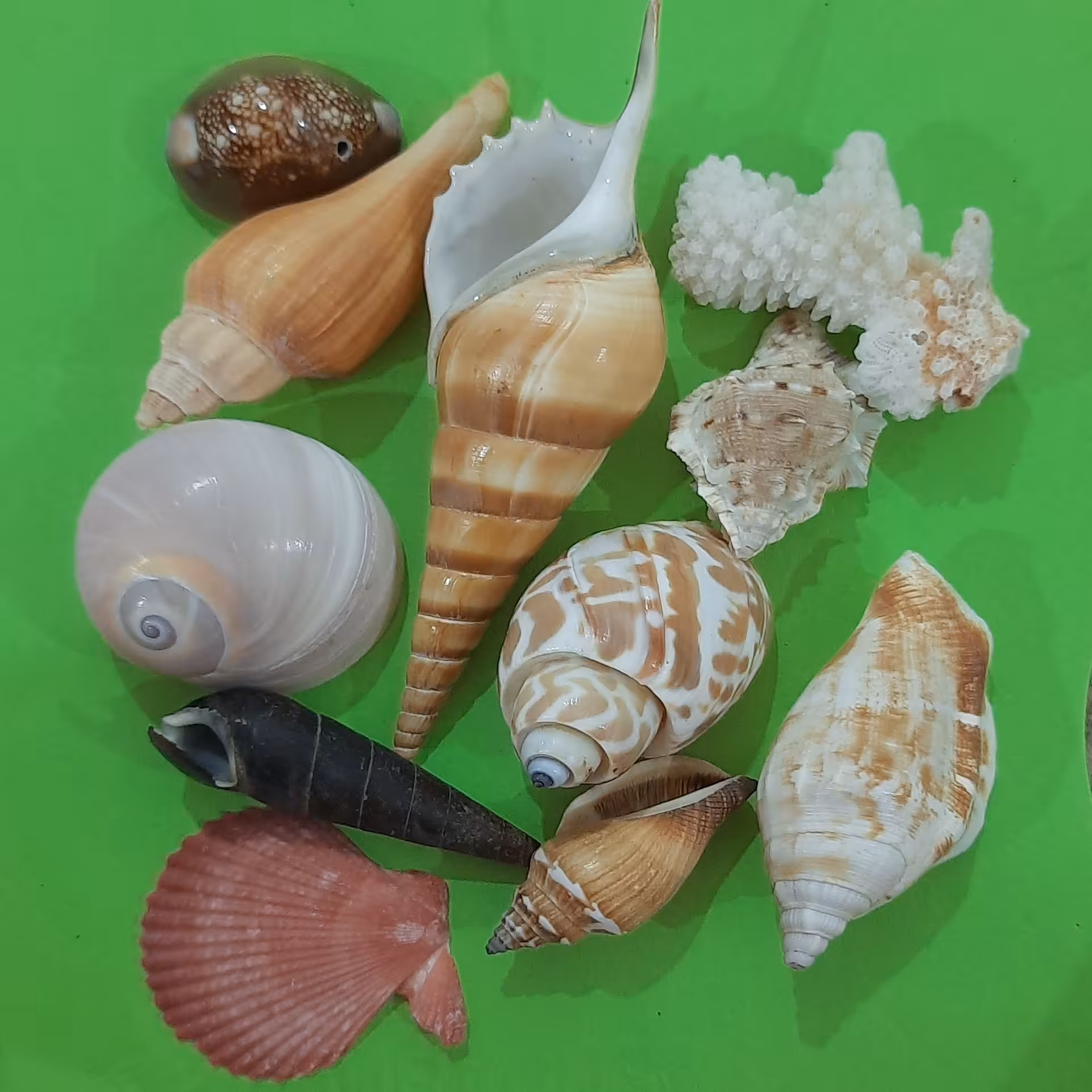 صنایع دستی صدفی،پک صدف کد c02