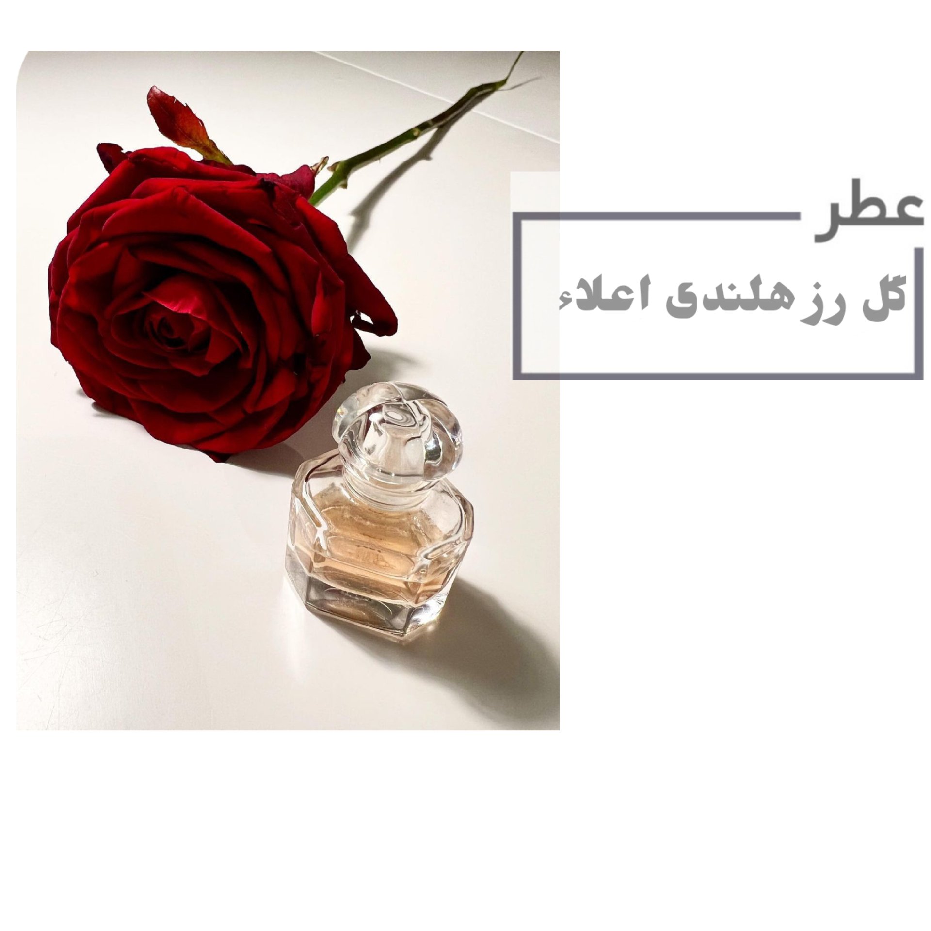عطر گل رز هلندی اعلاء حجم 15 میلی لیتر اورجینال