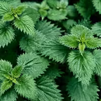 گزنه خشک  500 گرم 