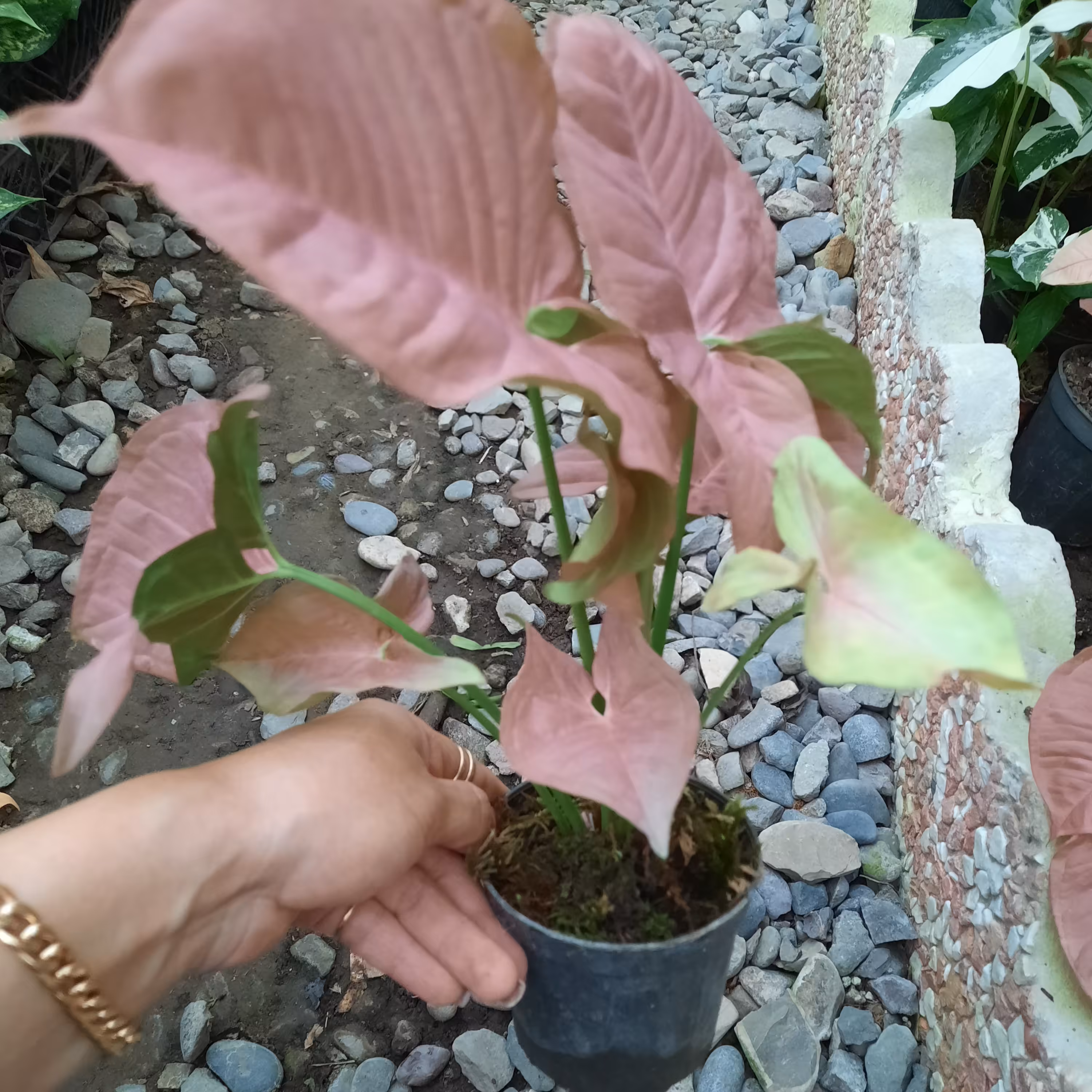 سینگونیوم صورتی