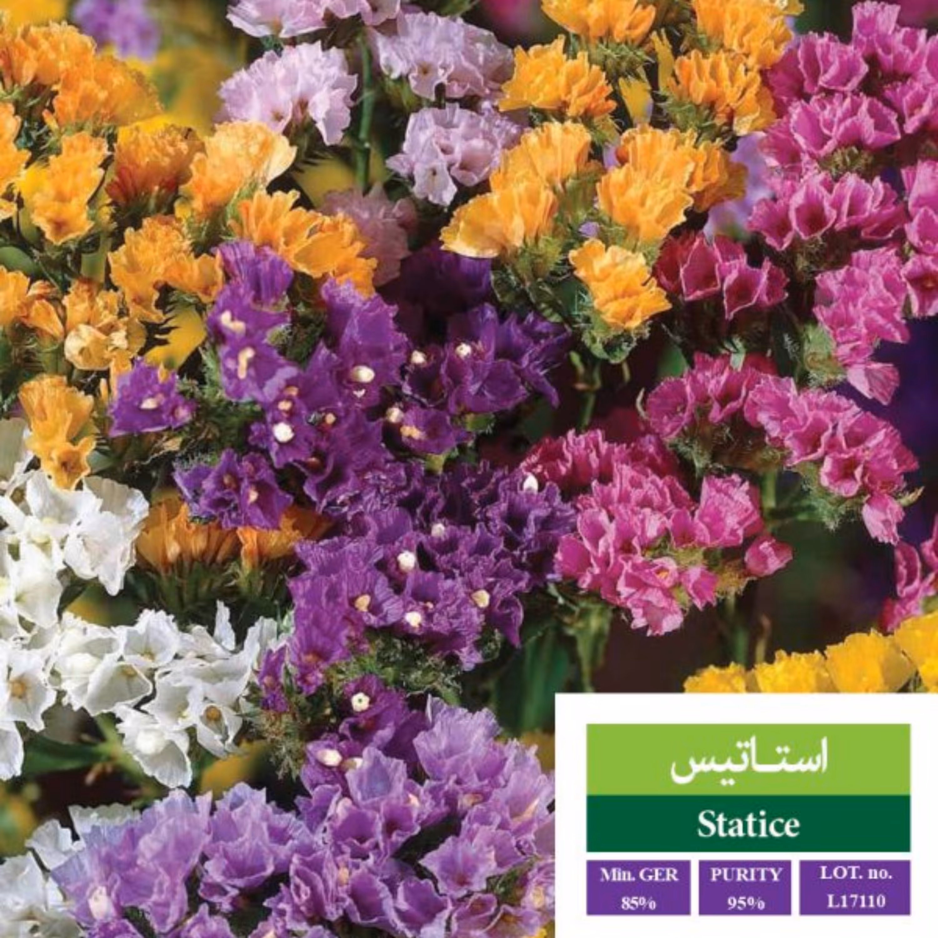 بذر گل استاتیس بذر طلایی رویان 