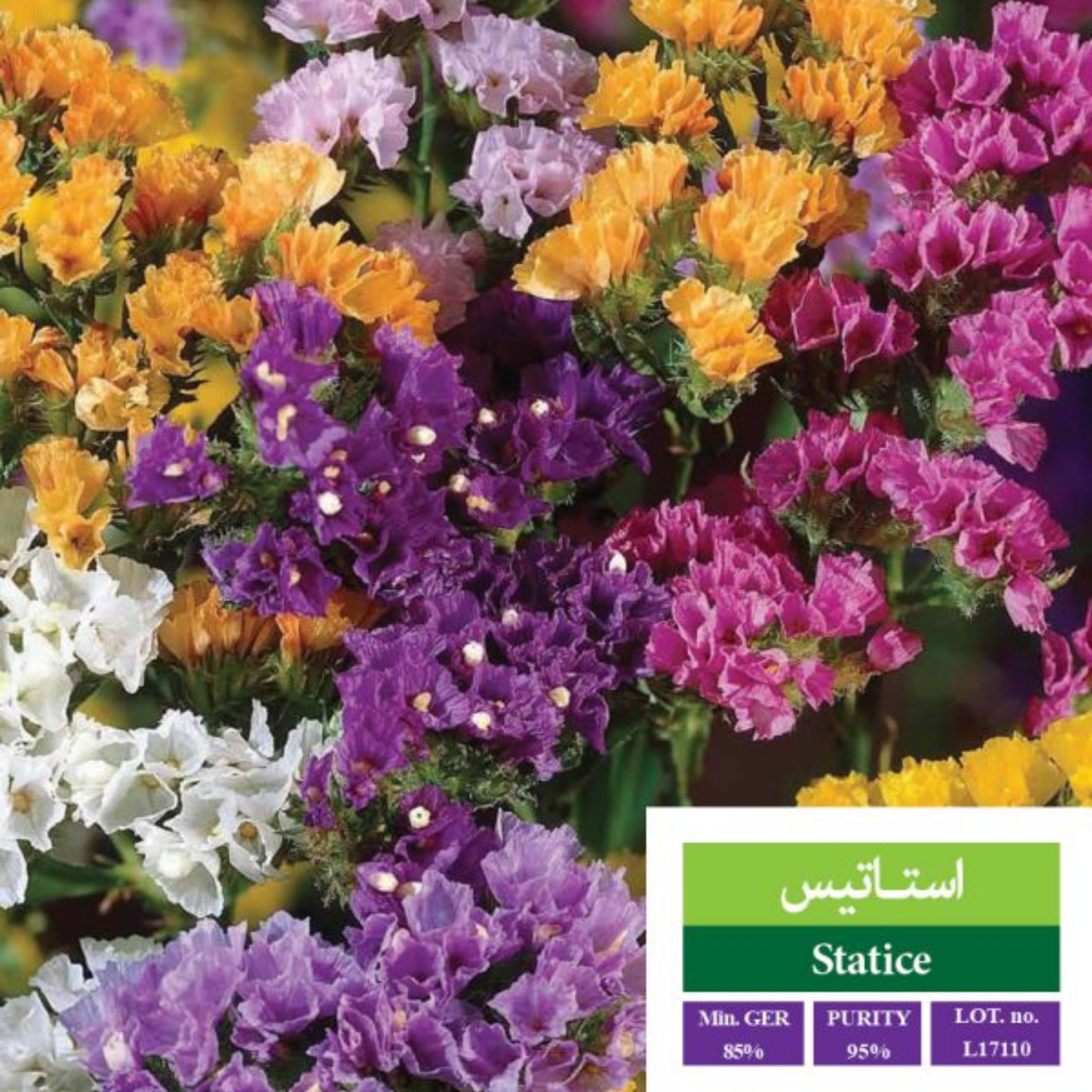 بذر گل استاتیس بذر طلایی رویان 