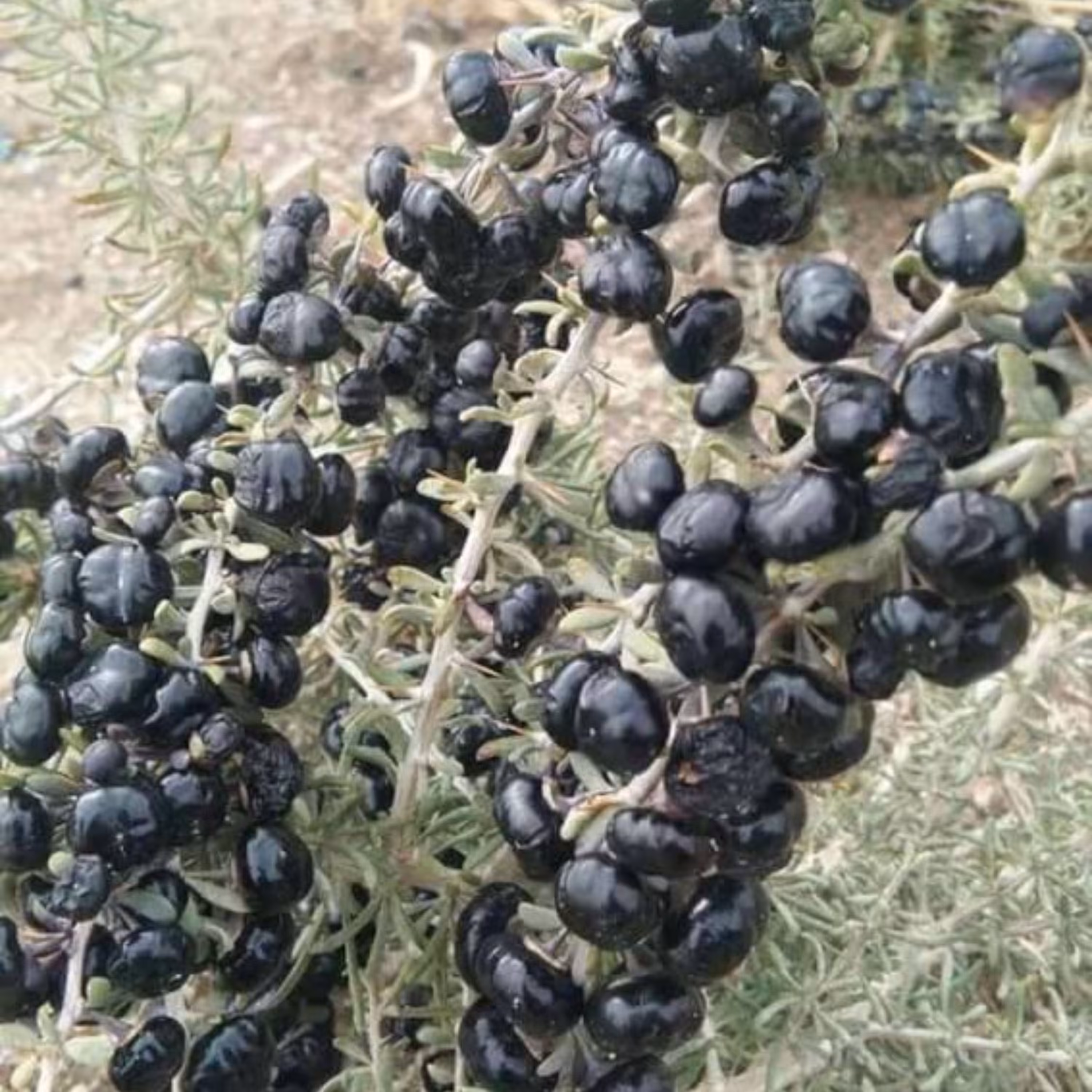 بذر گوجه بری سیاه 10 عددی 