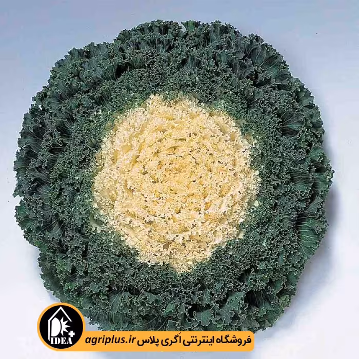 بذر کلم زینتی فر Kamome تاکی