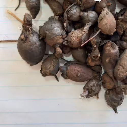 پودر سعد کوفی ( 150 گرم )