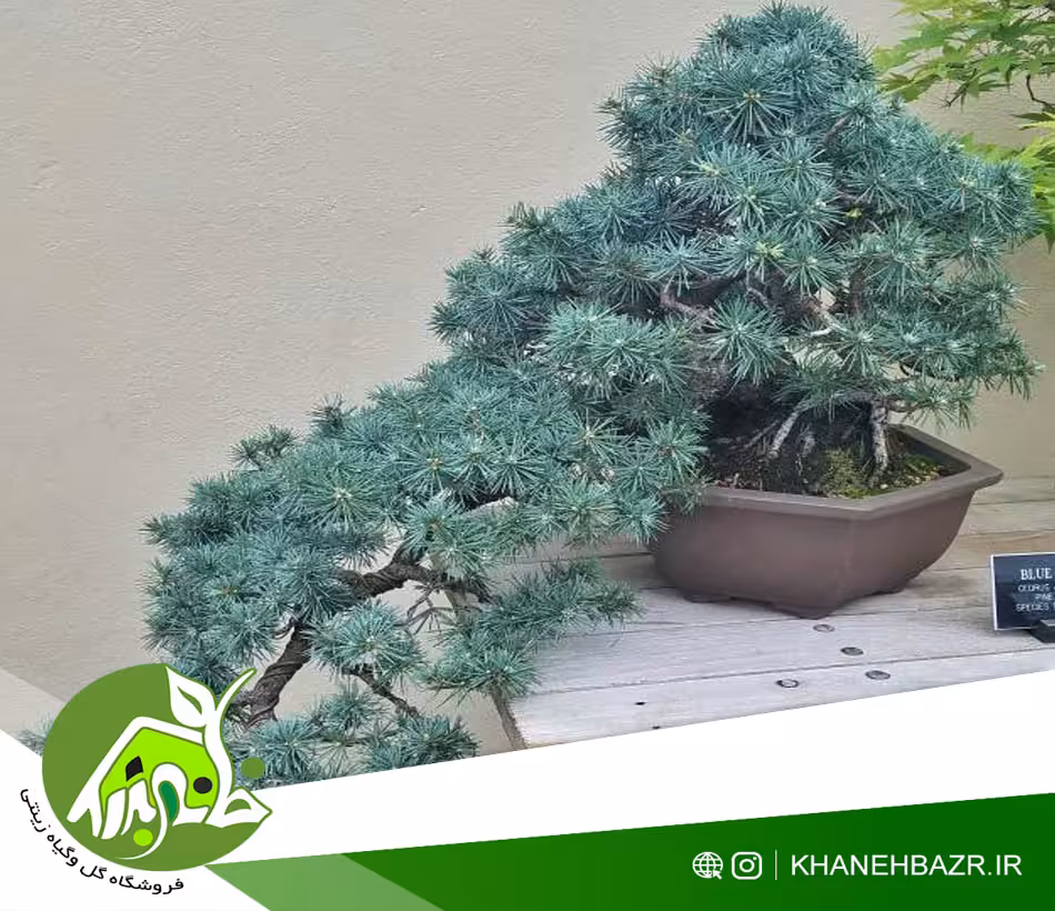 بذر درختچه سرو نقره ای - خانه بذر | فروشگاه بذر وارداتی گل و گیاه زینتی 1404