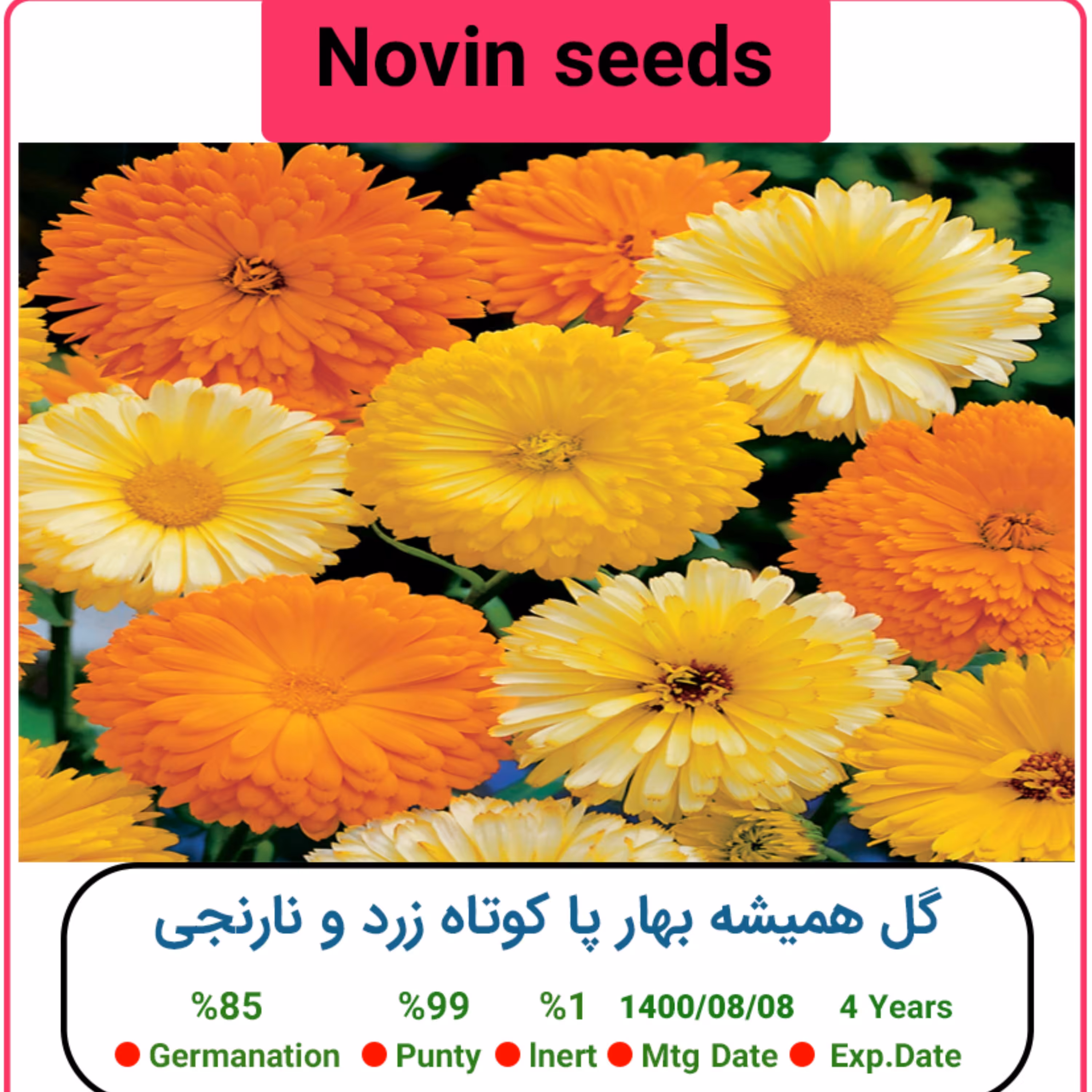 بذر گل همیشه بهار پا کوتاه زرد و نارنجی