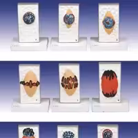 مدل (مولاژ) میتوز درسلولی گیاهی (حدود 1000 برابر اندازه طبیعی)