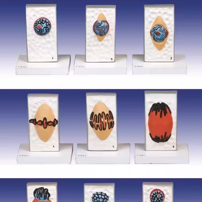 مدل (مولاژ) میتوز درسلولی گیاهی (حدود 1000 برابر اندازه طبیعی)