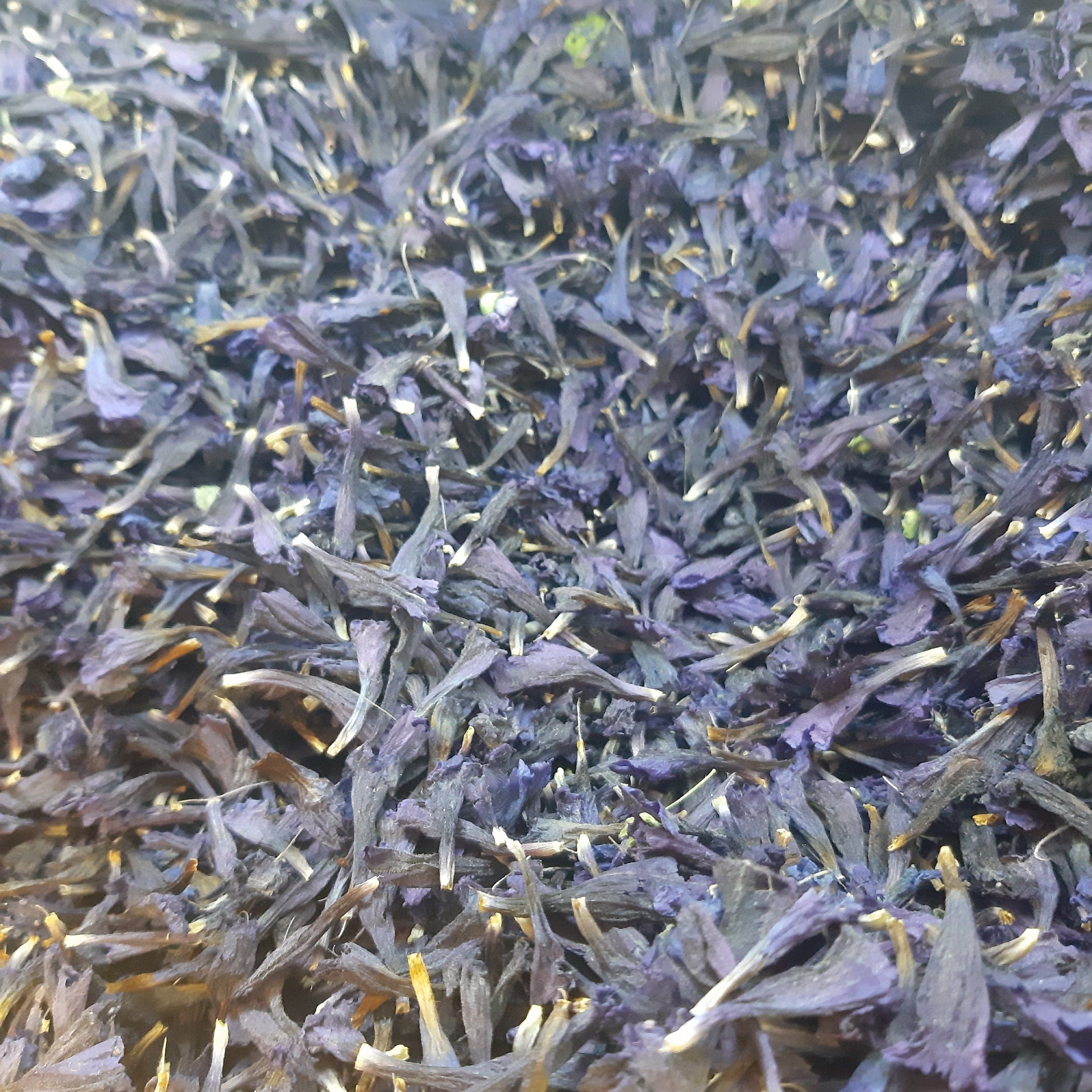 گل گاو زبان