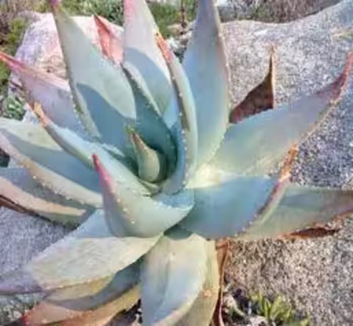 ده عدد بذر Aloe comptonii