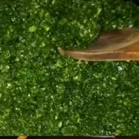 سبزی قرمه خرد شده 1کیلویی خام