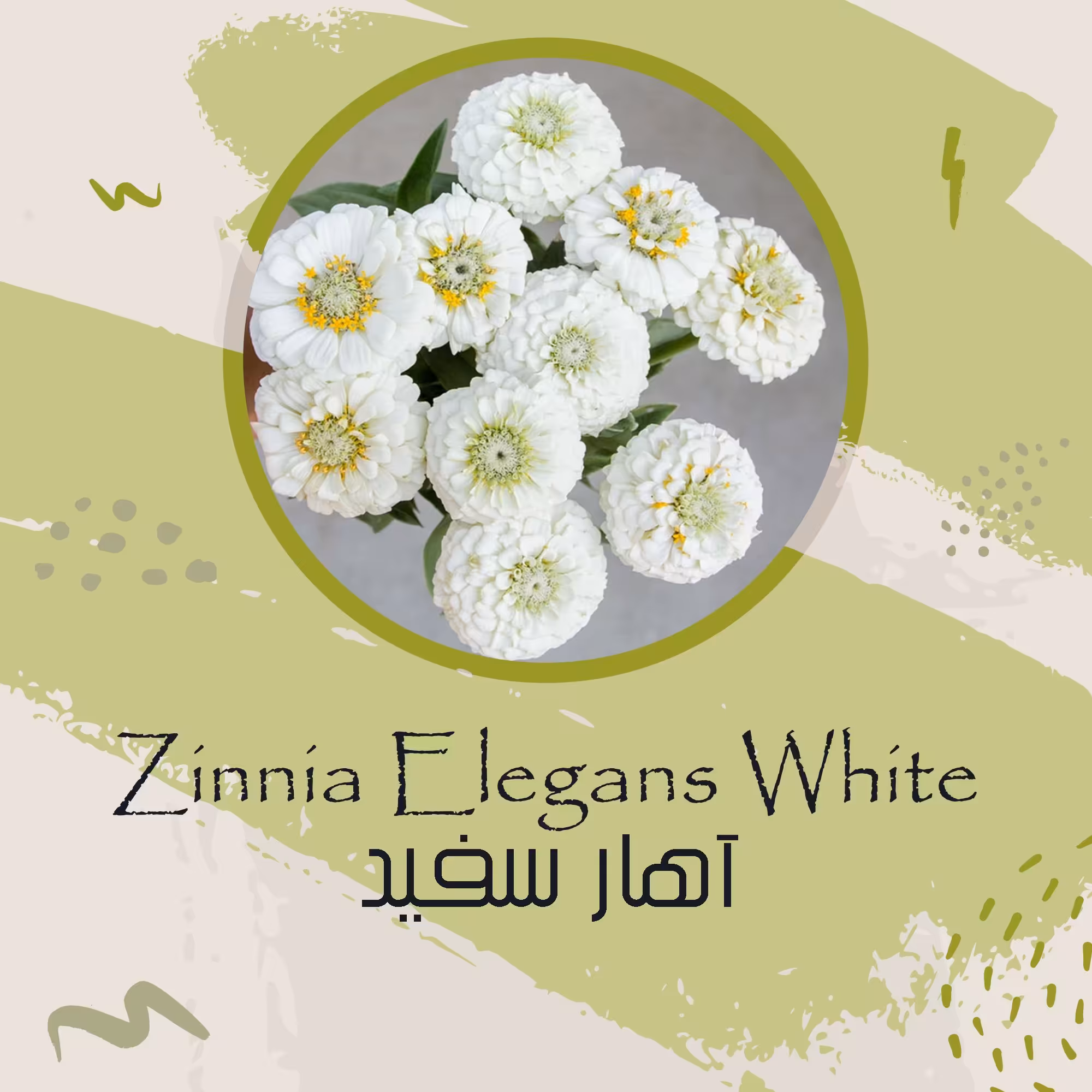 بذر گل آهار سفید