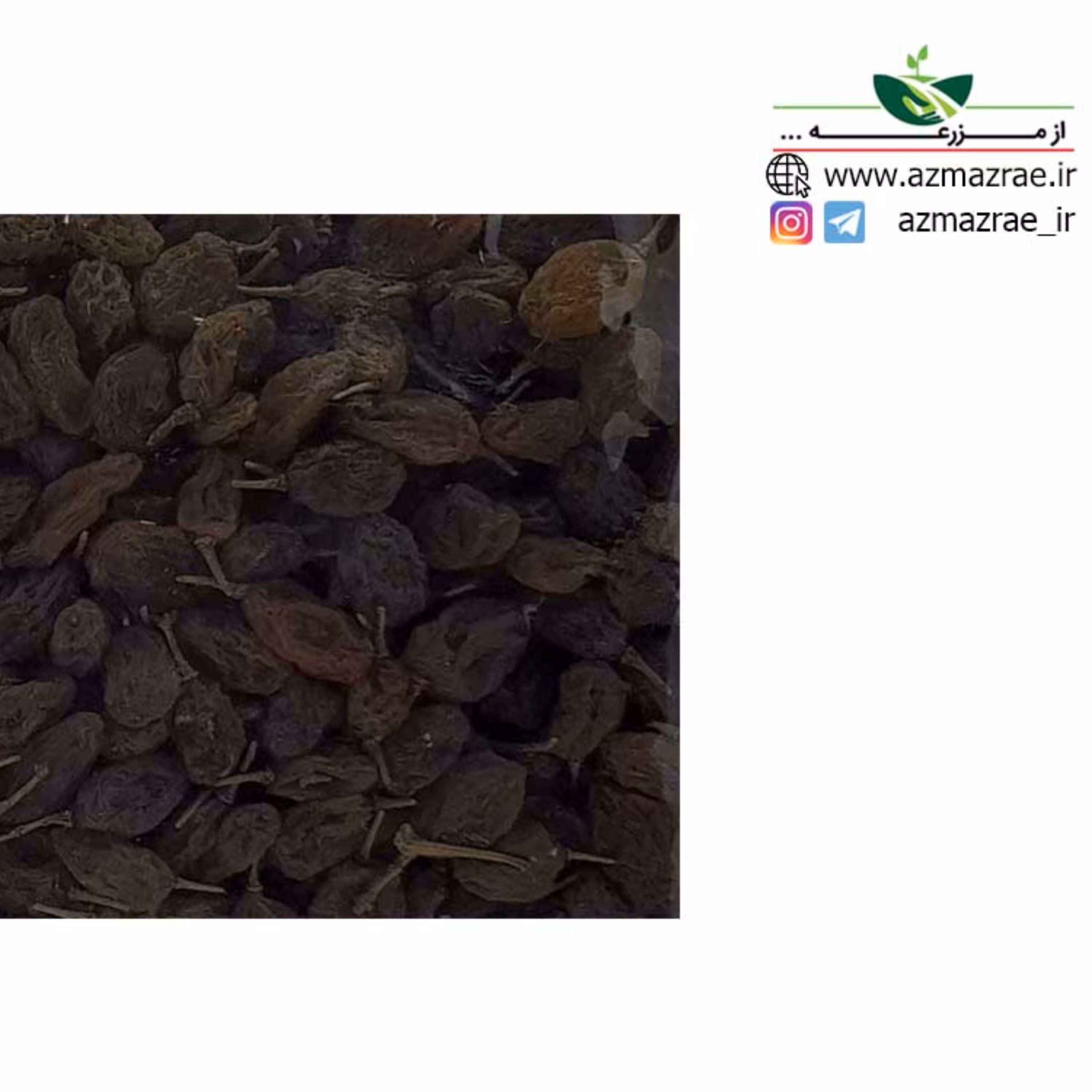 کشمش آفتاب خشک - ارگانیک - با کیفیت بالا - در بسته های 500 گرمی-فروشگاه از مزرعه