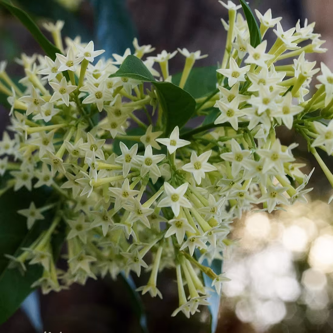 گلدان گل محبوبه شب معطر ترین گل دنیا ارسال با باربری به صورت پس کرایه