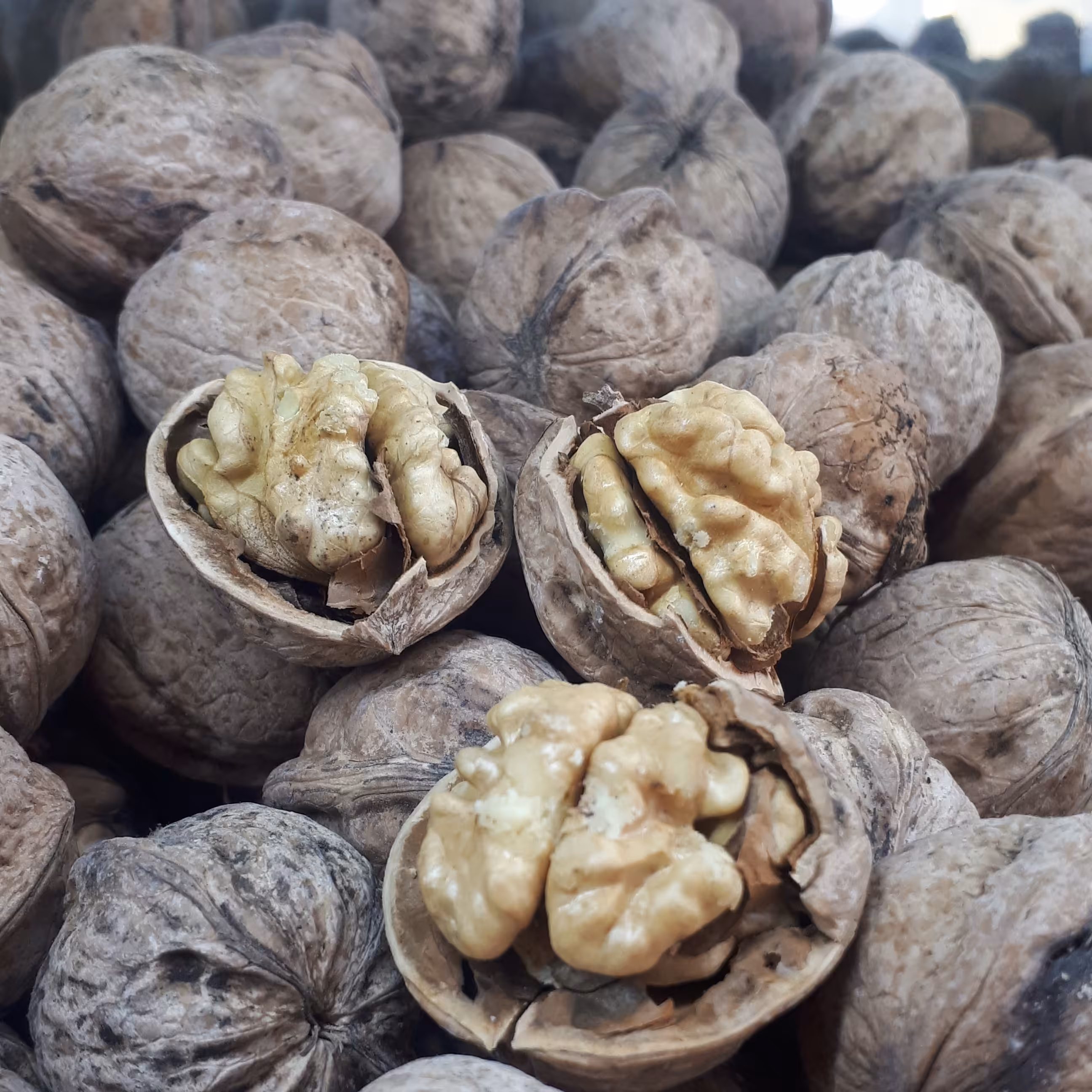 گردوی  امسالی نیم کیلویی 90 هزار تومن