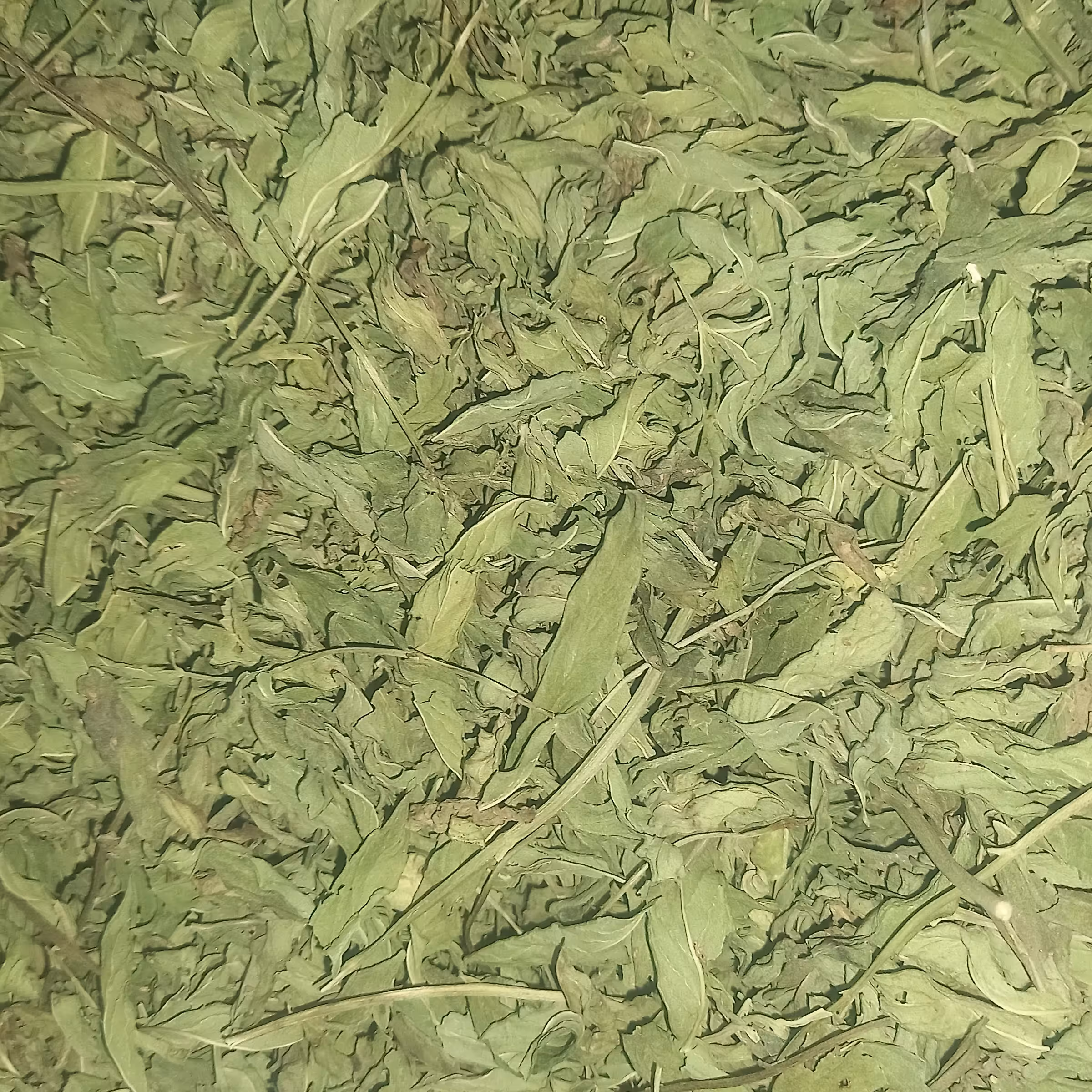 نعنا برگ مخصوص شهر بجستان عالی و باعطری باورنکرونی