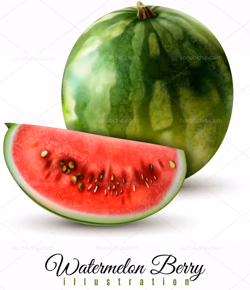 وکتور نقاشی خلاقانه هندوانه | گرافیک با طعم تربچه