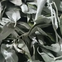 برگ سنجد طبیعی و تازه و بهداشتی 