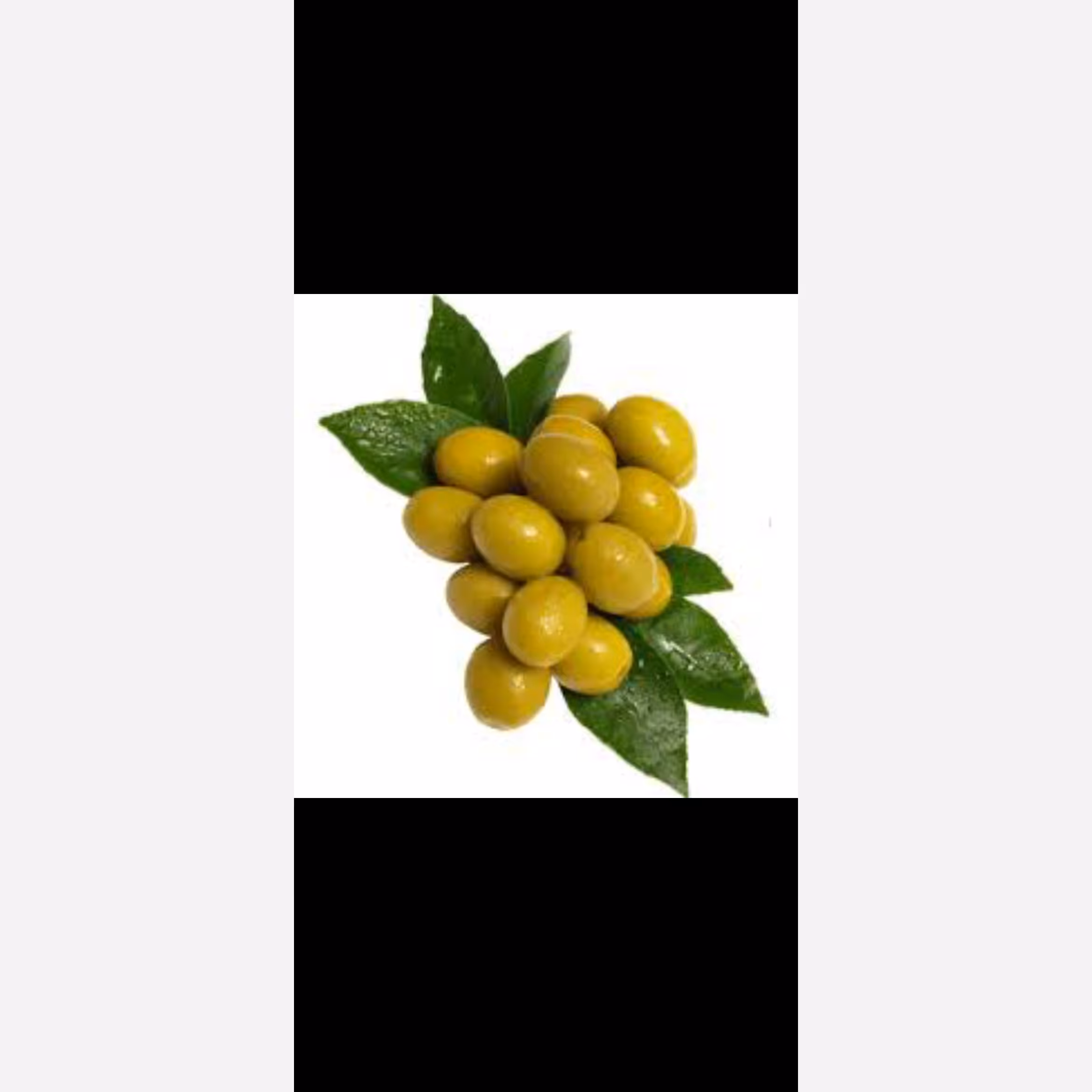 نهال زیتون زرد 4ساله ارسال پسکرایه