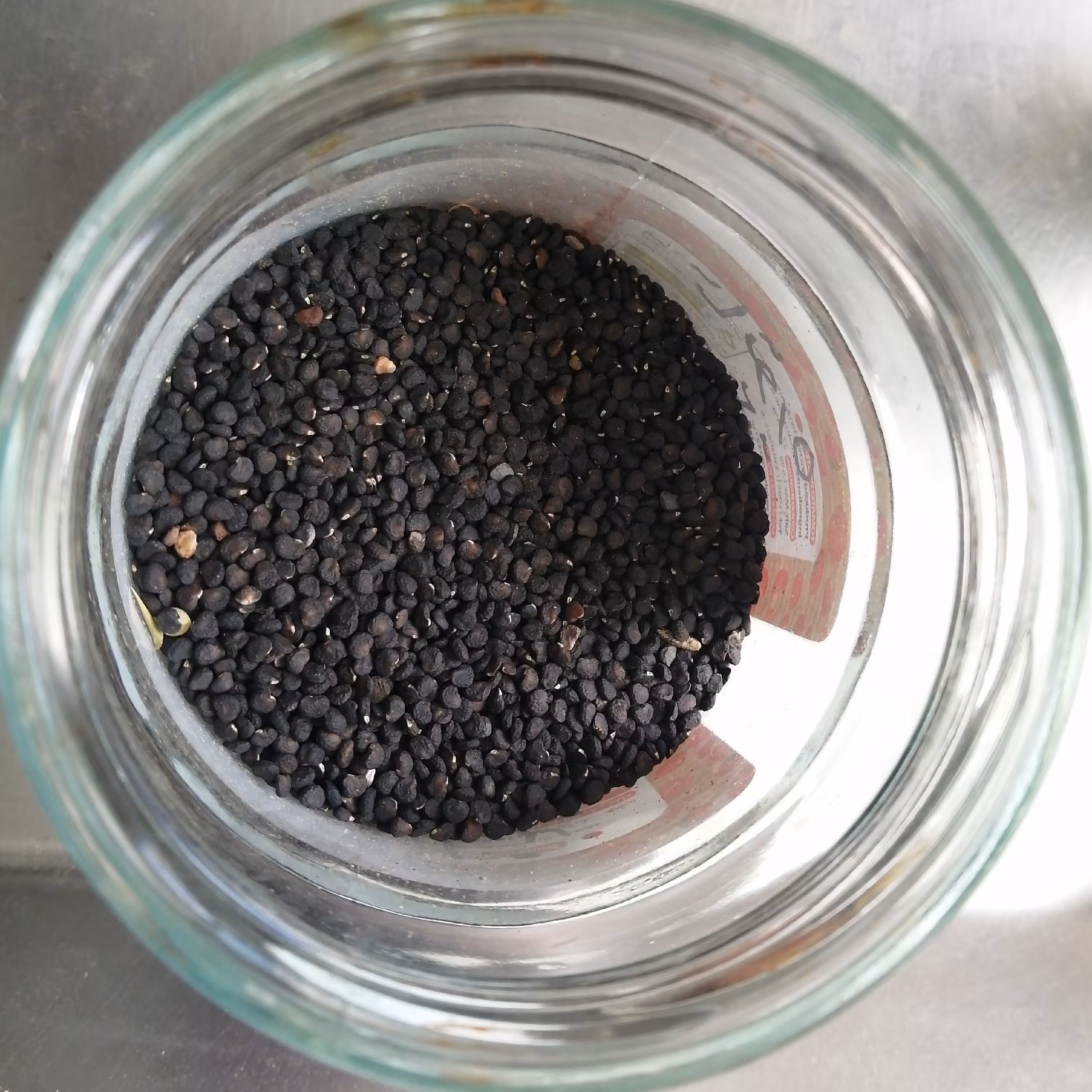 تاتوره 75گرم