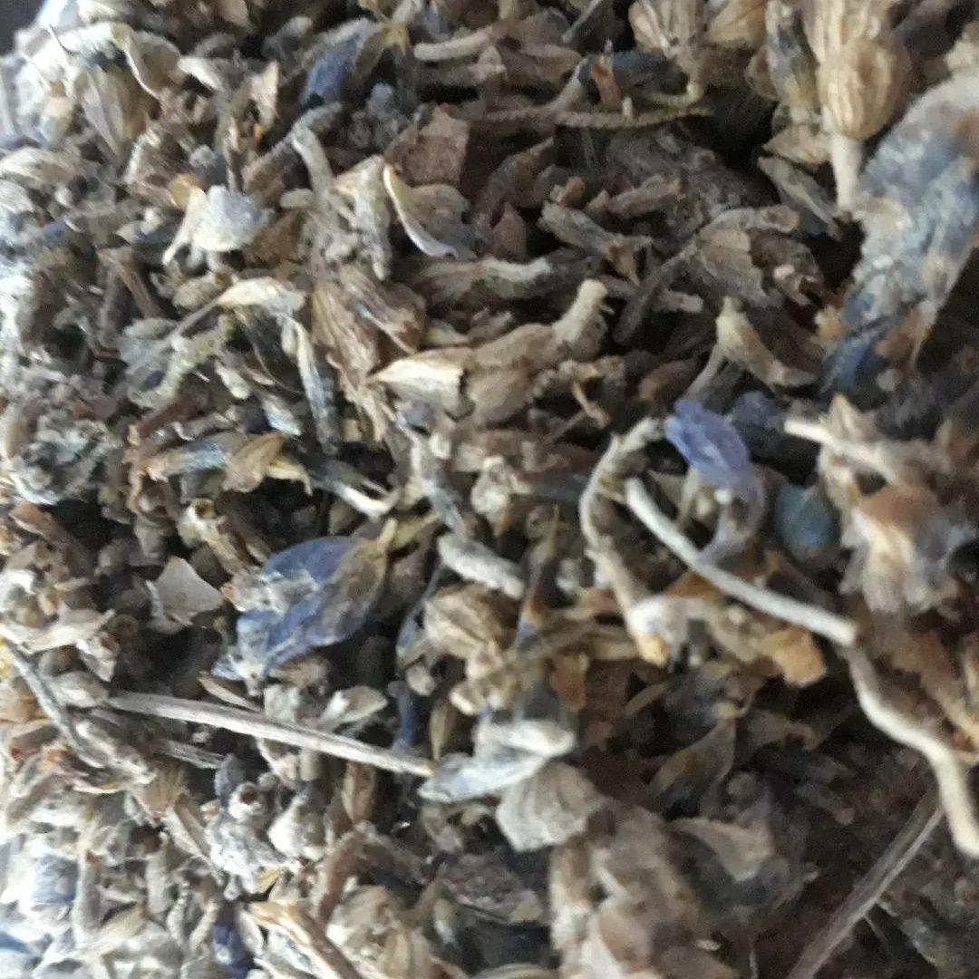 گیاه اسطخودوس
