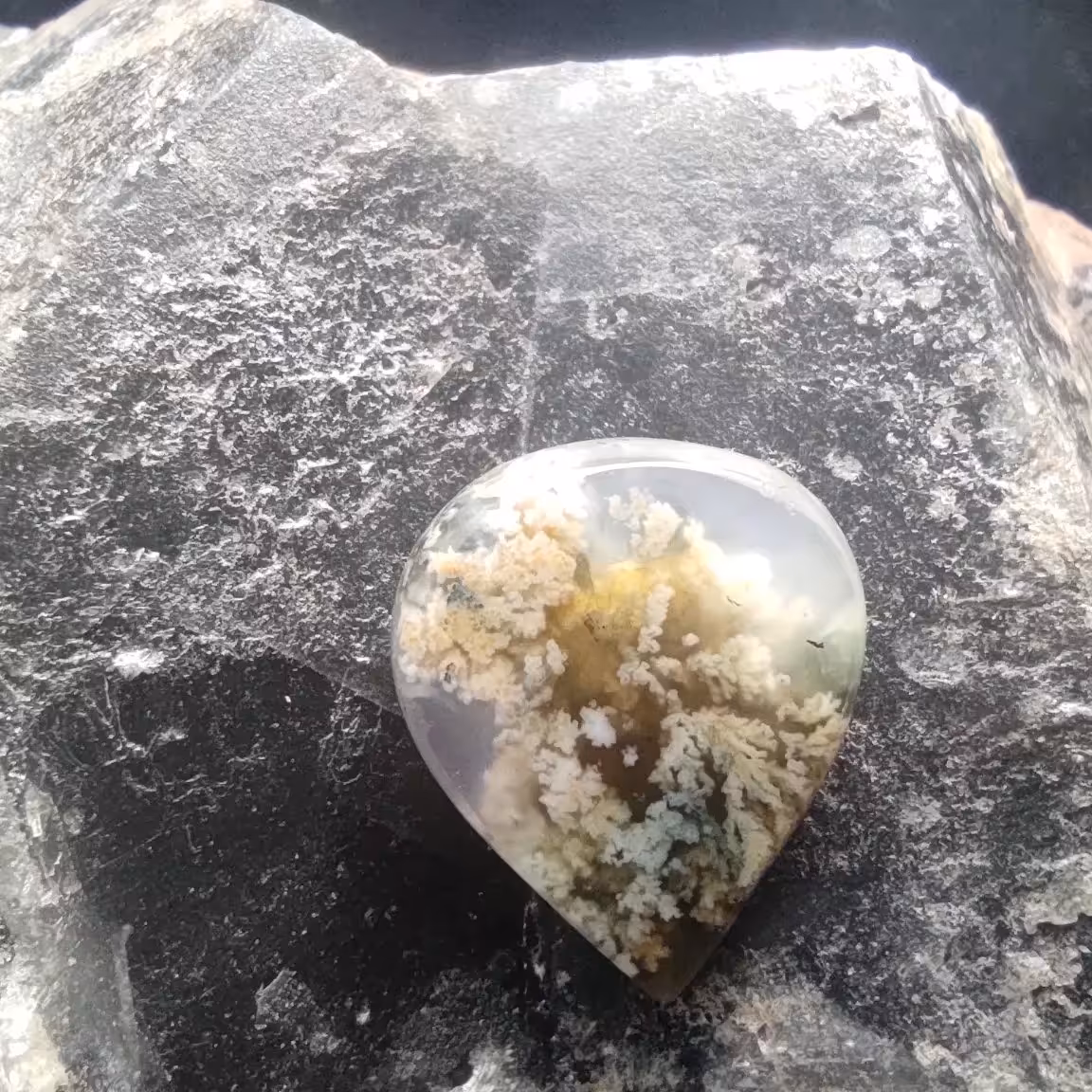 شجر شکوفه ای طبیعی  بسیار خوش رنگ و خوش نقش 