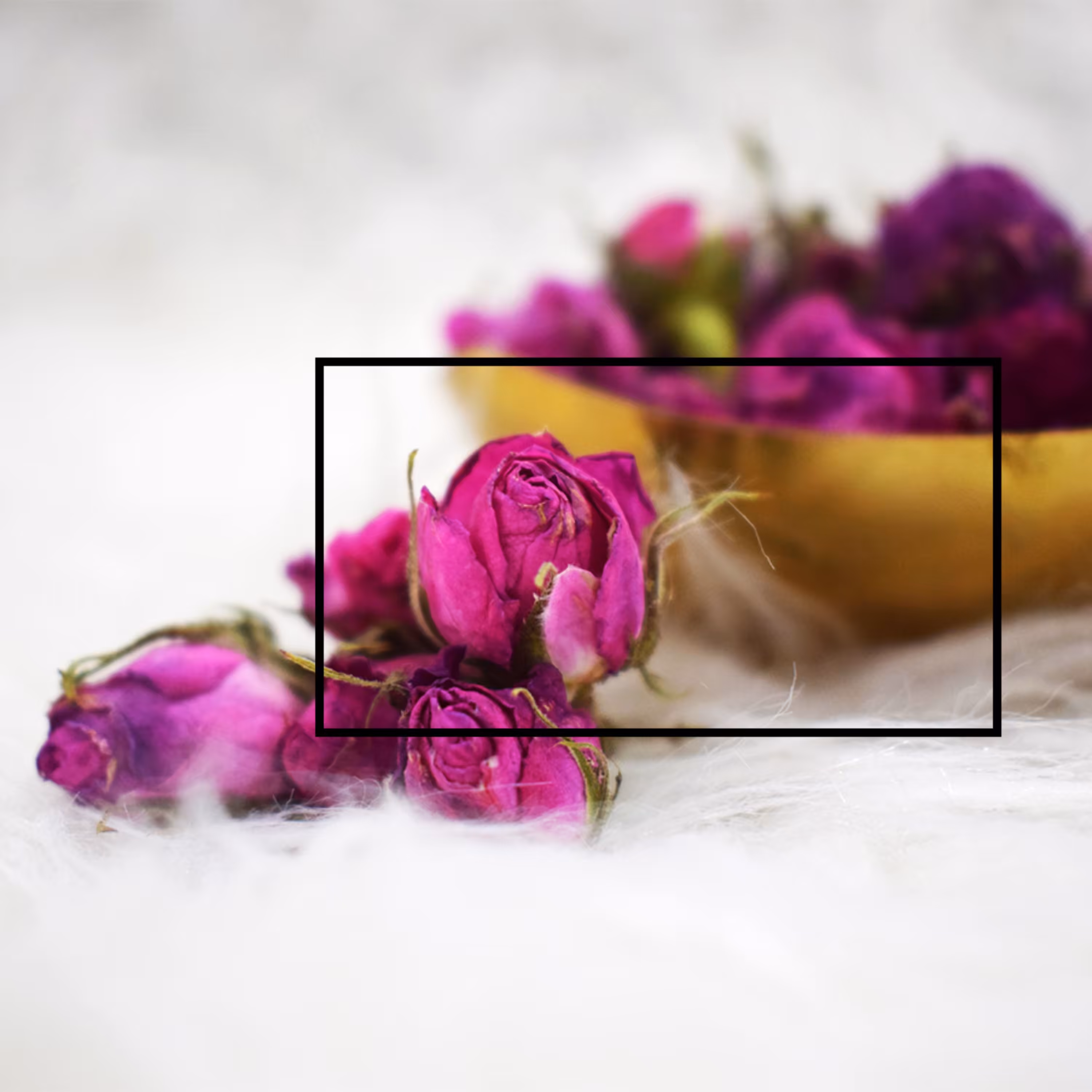 غنچه خشک محمدی درجه یک حاصل روستاهای کاشان در بسته بندی 50 گرمی